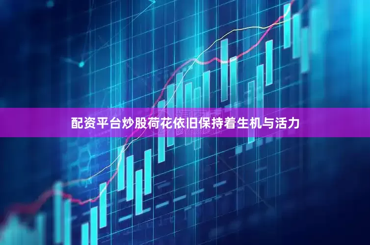 配资平台炒股荷花依旧保持着生机与活力
